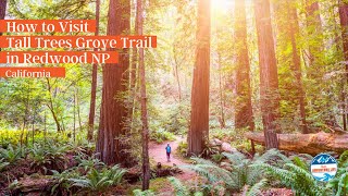 How to Visit Tall Trees Grove Trail in Redwood National amp State Parks [upl. by Kulda]