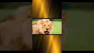 Bear Grylls बड़ा खतरनाक आदमी है 😀🗿🖤viral animals lion bear beargrylls [upl. by Roderica]