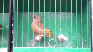 Greenfinch mutations [upl. by Haletta]