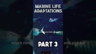 Marine Life Adaptations part 3 shorts [upl. by Ellehcan]