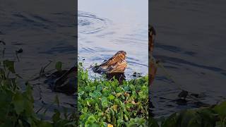 Gatorland alligator bellowing🐊🐊 alligator natureshorts natgeo wildlife paynesprairie florida [upl. by Fabrienne341]