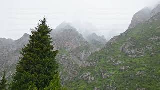 Rainy day in coniferous forest at mountain slopes Serene and Peaceful Atmosphere [upl. by Earesed171]