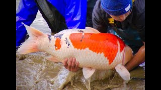 Inside the Secret World of Koi Documentary [upl. by Ilatan]