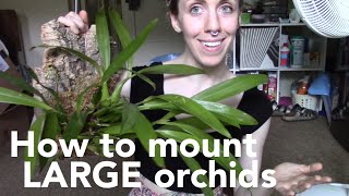 How to mount a large orchid  Encyclia cochleata Prosthechea cochleata [upl. by Leugim37]