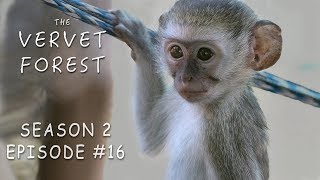 Vera Struggles With Moms Baby Monkey ASMR New Orphan Dougie  Vervet Forest  S2Ep16 [upl. by Leinahtan]