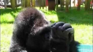 Koko learns to use a grass whistle [upl. by Tullusus]