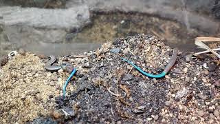 Gran canaria skinks Chalcides sexlineatus just born today [upl. by Nnayram725]