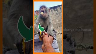 Funny hungry monkey🐵 kanhaiya mahawar  animallover monkey funny help vlog ytshort bandar [upl. by Marih625]