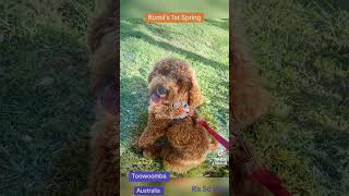 cavoodle spring toowoomba australia [upl. by Maribeth]