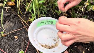 How to harvest Dense Blazing Star Liatris spicata seeds [upl. by Haswell785]