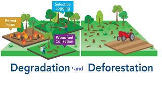 Deforestation and forest degradation in the world [upl. by Egroj517]