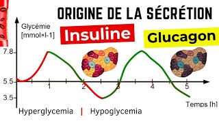 Régulation de la glycémie rôle des cellules alpha et bêta  Sécrétion dinsuline et de glucagon [upl. by Henarat]