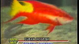 cuban hogfish [upl. by Deina]