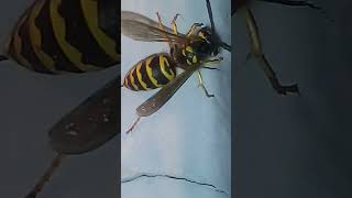 Wasp Macro Hymenoptera Insects [upl. by Hortensa924]