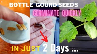 Germinating bottle gourd seeds in 2 DAYS Germinate sow amp growing bottle gourd seedlings [upl. by Emanuela]