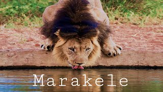 Marakele Lion  Legend of Dinokeng [upl. by Nbi389]