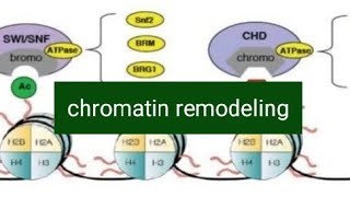 eukaryotic gene regulation chromatin remodeling [upl. by Intyrb]