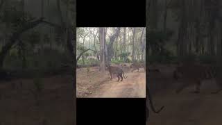 Kabini Nagarhole Tiger Sighting kabini nagarhole nagarholenationalpark [upl. by Quartet980]