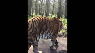 Longleat Safari Park Angry Tiger [upl. by Antipus]