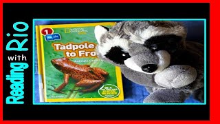 Tadpole To Frog nonfiction read aloud by Rio raccoon Childrens book aboout tadpoles and frogs [upl. by Gillan]