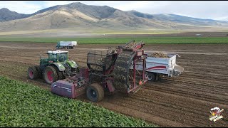 Idaho Sugar Beet Harvest 2023 near Declo [upl. by Laurens501]