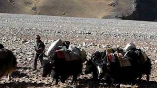 High Road To Tibet  Yak Train near Mount Everest Tibet [upl. by Ormond]