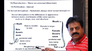 First Year  Chapter 10  Kingdom Animalia  Part 6  Phylum Nematoda  Nemathelminthes [upl. by Diann360]