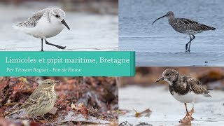 Limicoles et Pipit maritime Bretagne [upl. by Keldah]