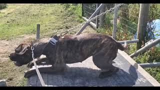 Presa Canario on the table 14 months old slow and steady progress [upl. by Corby758]