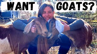 Beginners Guide To Raising Goats  How To Choose amp Care For Your First Goats [upl. by Brandi774]