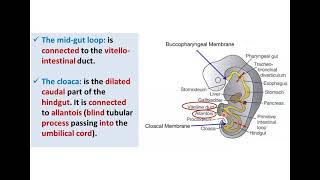 Introduction to Development of GUT Tube  Dr Ahmed Farid [upl. by Teragramyram]