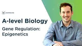 Gene Regulation Epigenetics  Alevel Biology  OCR AQA Edexcel [upl. by Briggs]