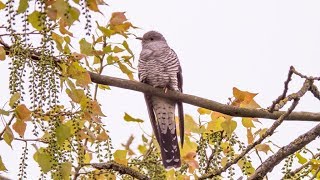 Common cuckoo  Cuculus canorus [upl. by Yarled330]