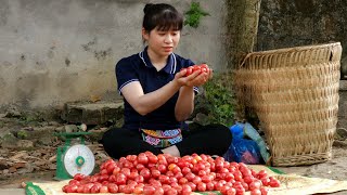 Harvesting Oleaster Fruits that make you salivate goes to the Market sell  Animal care  Ly Thi Ly [upl. by Annel210]