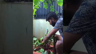 Root இருக்கு Beetஅ காணோம் எங்க போயிடுக்கும்👀😂  Mr Makapa shorts [upl. by Ohl770]