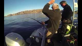 Team Flatfisk kveite 104 kg Halibut fishing [upl. by Mccord]