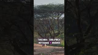 El Ciclo de la Vida en la Sabana Africana Depredadores y Presas sabana africa safari [upl. by Nawoj]