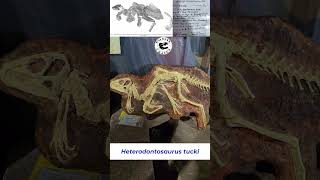 Heterodontosaurus Best Preserved Cast on Display [upl. by Assirolc719]