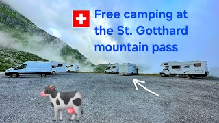 St Gotthard mountain pass in Switzerland covered by clouds  and Swiss cows on the road again [upl. by Kathie]