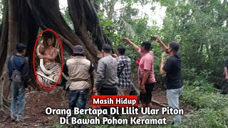 Mengerikan‼️Orang Bertapa di Bawah Pohon Keramat Dililit Ular Piton Masih Hidup sampai Sekarang [upl. by Hyacinthia]