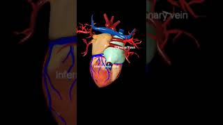 Heart  cardiovascular system heartbeat aorta veins artery [upl. by Llerut110]