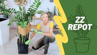 How To Repot Rootbound ZZ Plant amp Support Stems  Zamioculcas Zamiifolia 🌱 [upl. by Rhetta]