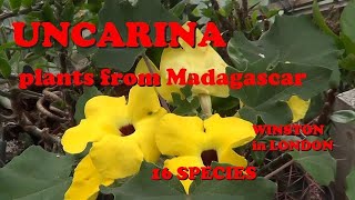 The Plant Traveller Uncarina from Madagascar succulents [upl. by Neltiak]