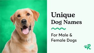 The Most Unique Dog Names for Female and Male Dogs [upl. by Dedie]