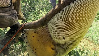 Sundarban forest honey colection  Part 12 [upl. by Taran]