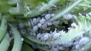 Easily Eliminate Aphids In The Garden  Free Organic Method [upl. by Marty]