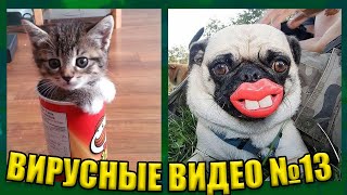 ВИРУСНЫЕ ВИДЕО  Подборка смешных животных №13 [upl. by Enileve899]