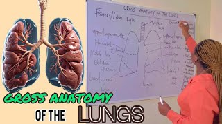 LUNGS  BRONCHIAL TREE  BRONCHOPULMONARY SEGMENTS  ANATOMY [upl. by Constantine902]