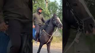 Horse Riding 🏇 jaysakariya horseriding horses marwarihorse ridingtime equestrian horse fun [upl. by Hgierb]