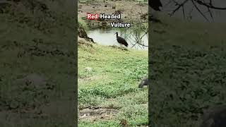 Red headed vulture red headed vulturesubscribe birdspreybirdswatching pleasesubscribe shorts [upl. by Yuh504]